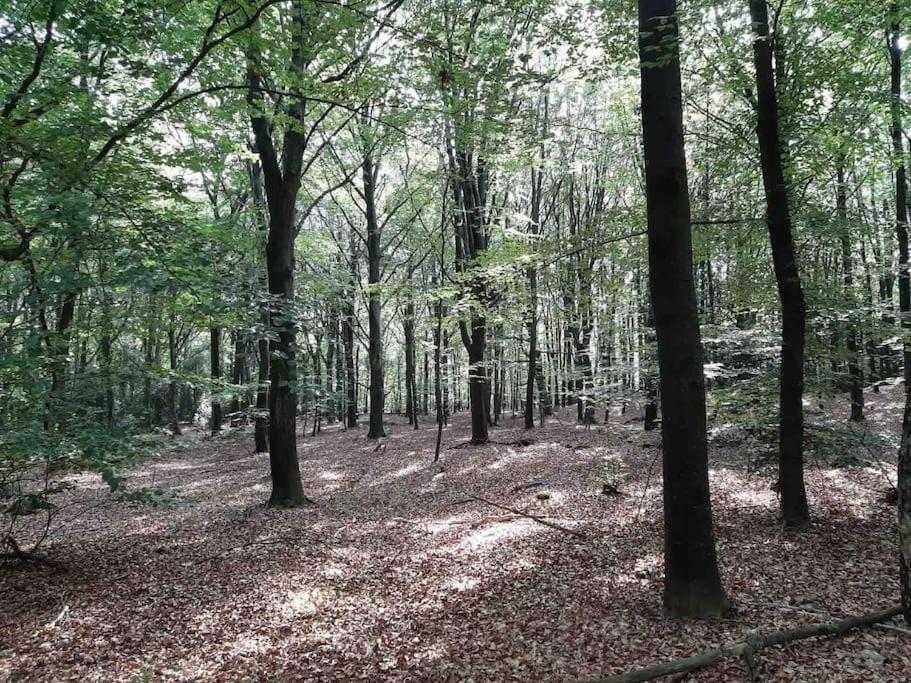 Vakantiehuis Eikzicht Gelegen Aan Het Bos Elsloo  Εξωτερικό φωτογραφία